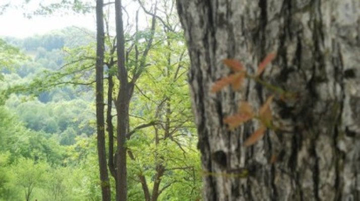 Prognoza meteo pentru următoarele zile. Meteorologii anunţă temperaturi ridicate pentru această perioadă